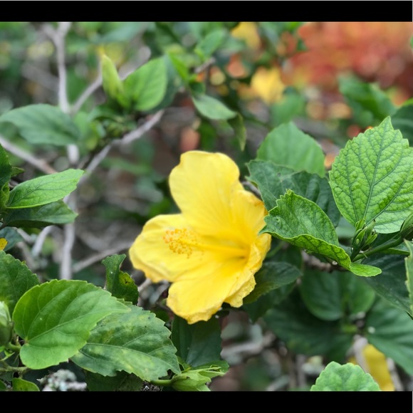 Meet your Posher, Loree - Picture 1 of 1